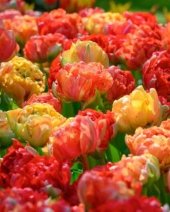 Tulip 'Gudoshnik Double' -Flowers Sales Store tulipa gudoshnik double 5