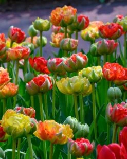 Tulip 'Gudoshnik Double' -Flowers Sales Store tulipa gudoshnik double 7