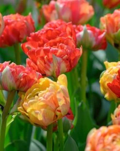 Tulip 'Gudoshnik Double' -Flowers Sales Store tulipa gudoshnik double 9