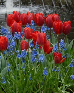 Tulip 'Couleur Cardinal' -Flowers Sales Store tullip couleur cardinal 1