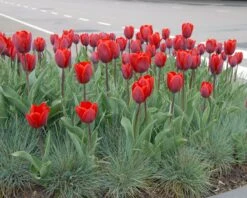 Tulip 'Couleur Cardinal' -Flowers Sales Store tullip couleur cardinal 2
