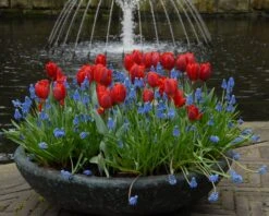 Tulip 'Couleur Cardinal' -Flowers Sales Store tullip couleur cardinal 3