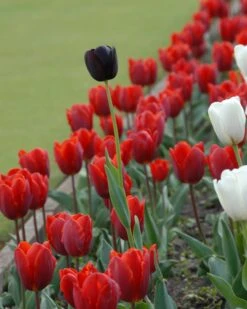 Tulip 'Couleur Cardinal' -Flowers Sales Store tullip couleur cardinal 4