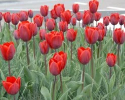 Tulip 'Couleur Cardinal' -Flowers Sales Store tullip couleur cardinal 5