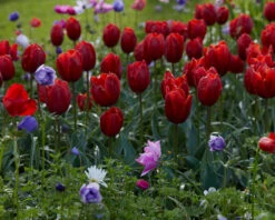 Tulip 'Couleur Cardinal' -Flowers Sales Store tullip couleur cardinal 6