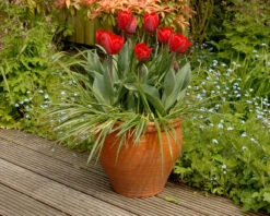Tulip 'Couleur Cardinal' -Flowers Sales Store tullip couleur cardinal 7
