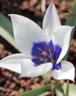 Tulip 'Coerulea Oculata Alba' -Flowers Sales Store tullip humilis coerulea oculata alba 1