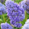 Muscari 'Fantasy Creation' -Flowers Sales Store visi138083