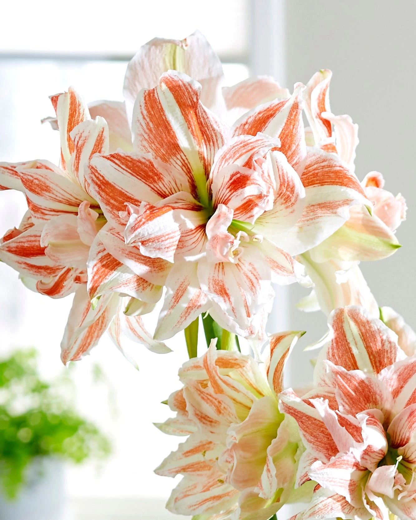 Amaryllis 'Dancing Queen' 2 Amaryllis 'Dancing Queen'