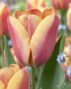Tulip Collection 'Night & Day' 12 Tulip Collection 'Night & Day' -Flowers Sales Store visi67904