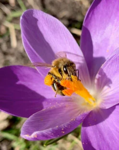Crocus 'Yalta' 21 Crocus 'Yalta' -Flowers Sales Store yalta 5
