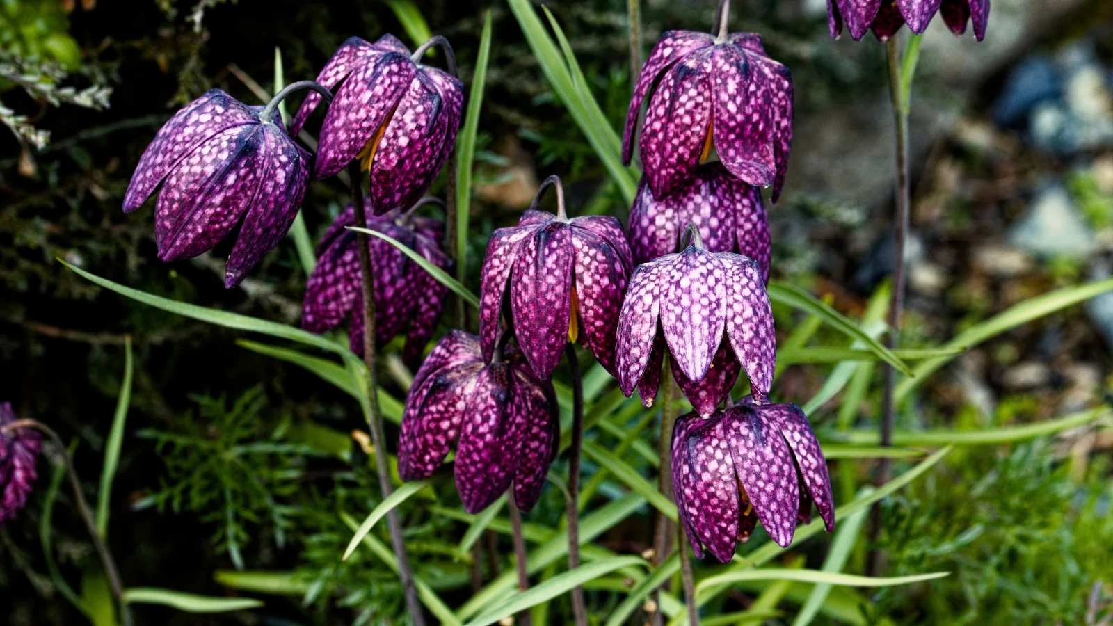 Flowers Sales Store -Flowers Sales Store fritillaria varieties
