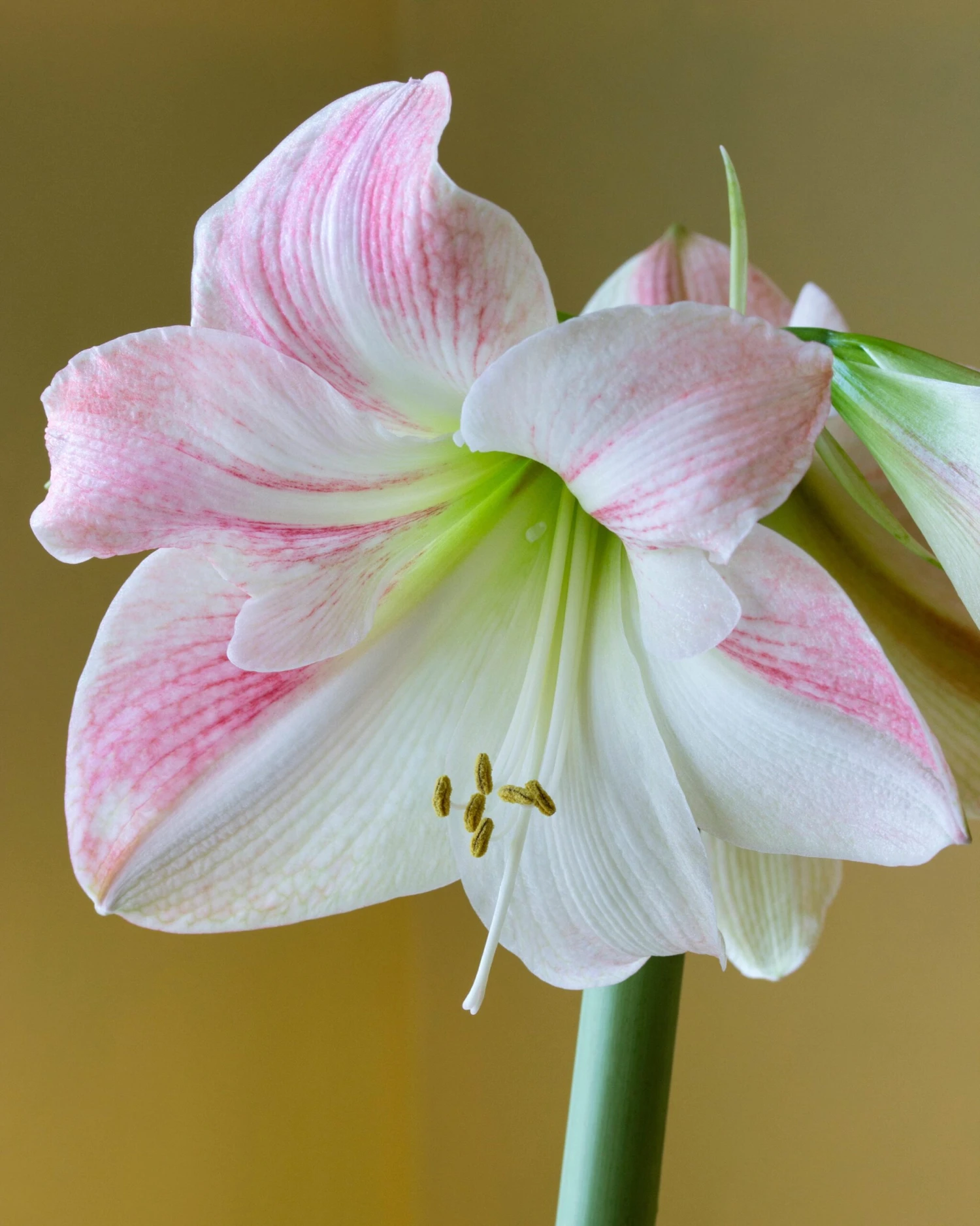 Flowers Sales Store -Flowers Sales Store hippeastrum apple blossom 8 scaled 1