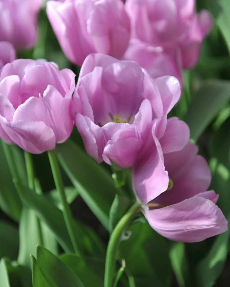 Flowers Sales Store -Flowers Sales Store tulip alibi 12 768x960 1