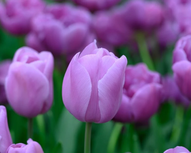 Flowers Sales Store -Flowers Sales Store tulip alibi 2 768x614 1